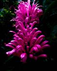 Candy Cane Flowers - Flowers - Amazing Pictures by Michael Taggart Photography