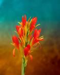 Orange Spray of Flowers - Flowers - Amazing Pictures by Michael Taggart Photography