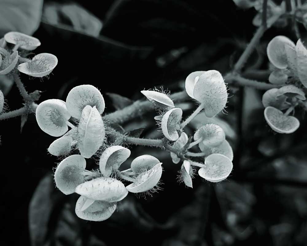 Black and White Tentacles - Flowers - Amazing Pictures by Michael Taggart Photography