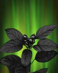 Black Berries and Northern Lights - Flowers - Amazing Pictures by Michael Taggart Photography