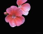 Pink on Black- Flowers - Amazing Pictures by Michael Taggart Photography