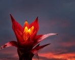 Morning Fire - Flowers - Amazing Pictures by Michael Taggart Photography