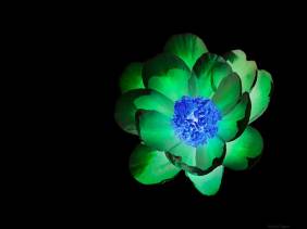 Emerald Light - Flowers - Amazing Pictures by Michael Taggart Photography