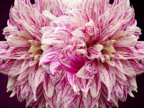 Petals Gone Wild - Flowers - Amazing Pictures by Michael Taggart Photography