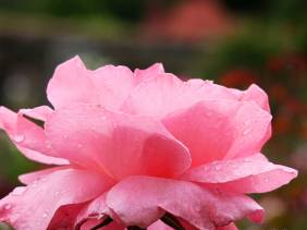 Raindrops on Roses - Flowers - Amazing Pictures by Michael Taggart Photography